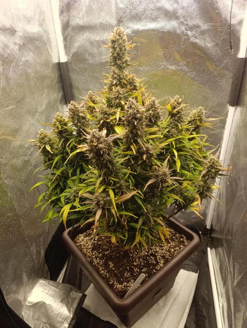 Strawberry gorilla auto. Week 9