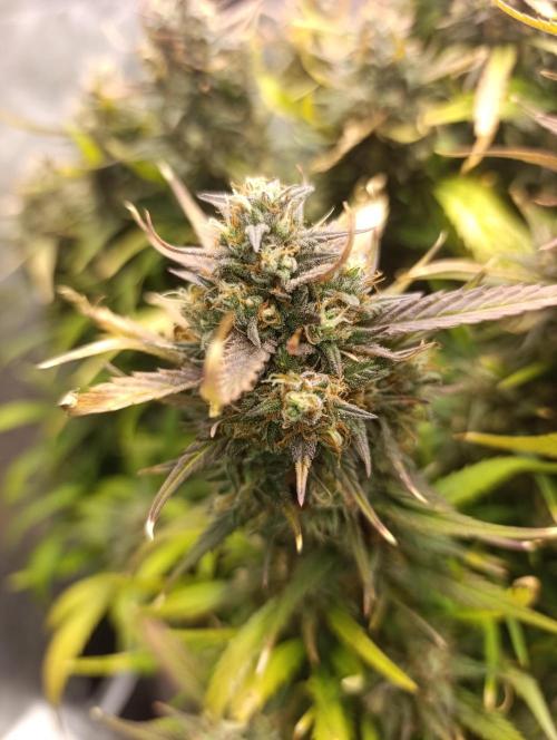 Strawberry gorilla auto. Week 9