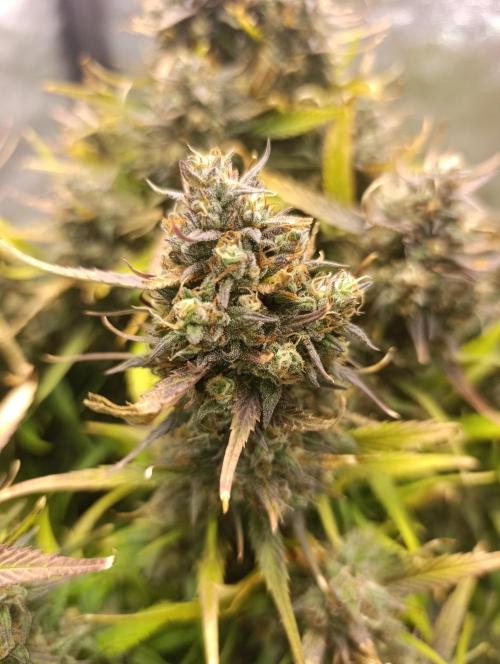 Strawberry gorilla auto. Week 9