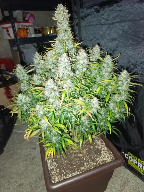 Strawberry gorilla auto. Week 9