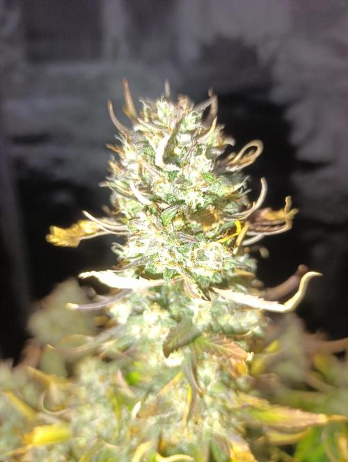 Strawberry Gorilla Auto. Week 9