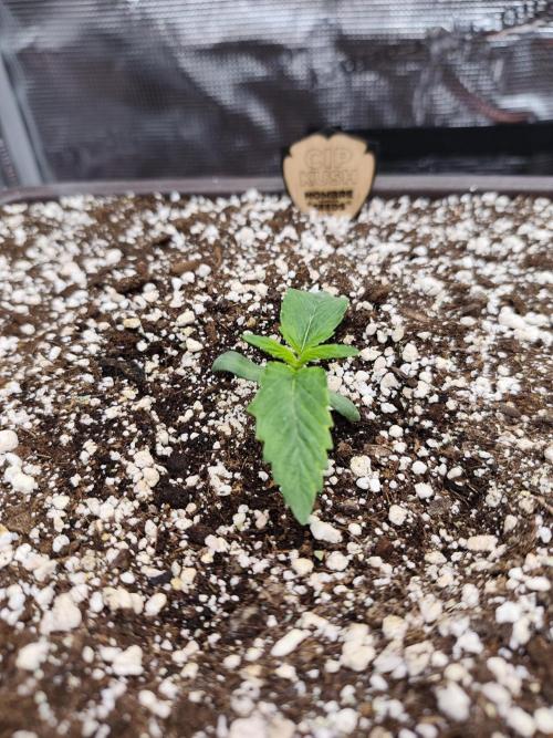 volume 1. CIP KUSH, Hombre seeds. Week 1