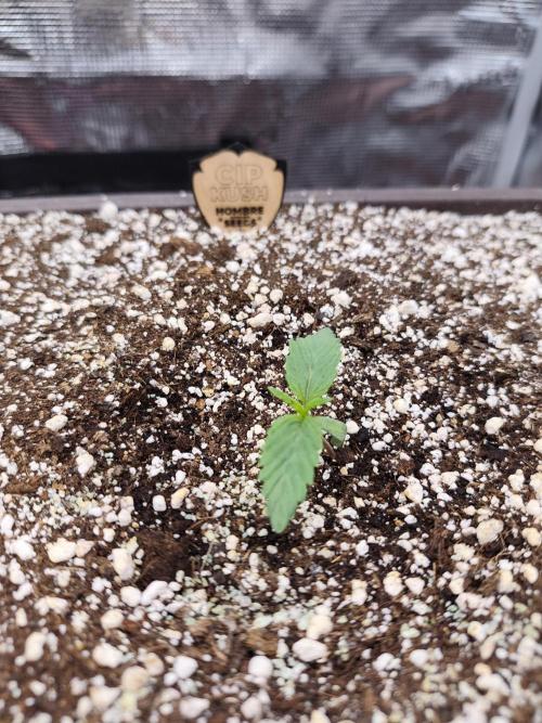 Grow Tent 3x3x6. Week 1