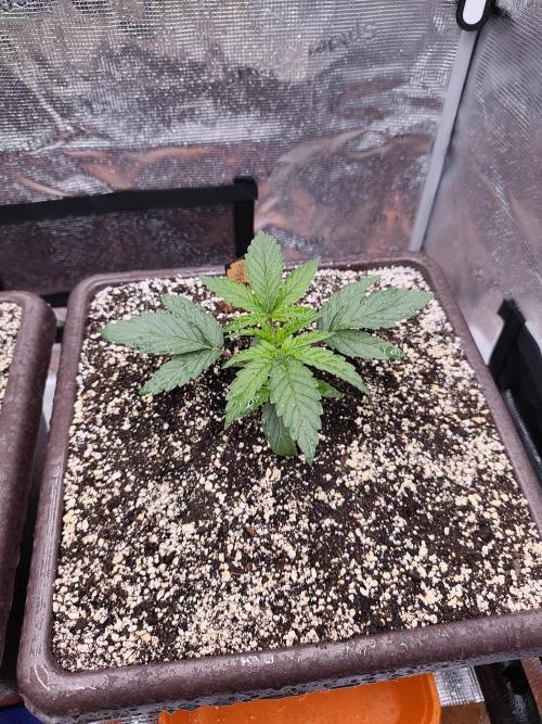 volume 1. CIP KUSH, Hombre seeds. Week 2