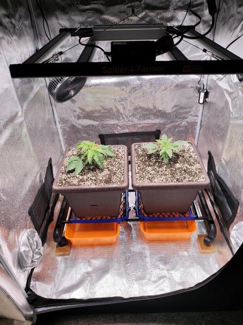 volume 1. CIP KUSH, Hombre seeds. Week 2