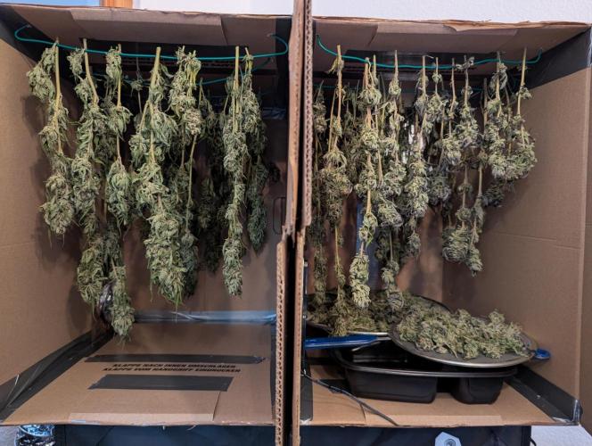 Outdoor 2x Critical Kush 3x GMO Fast. Week 32 - Nach 7 Tagen Trocknung