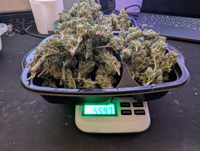 Outdoor 2x Critical Kush 3x GMO Fast. Week 32 - Trocken Kush