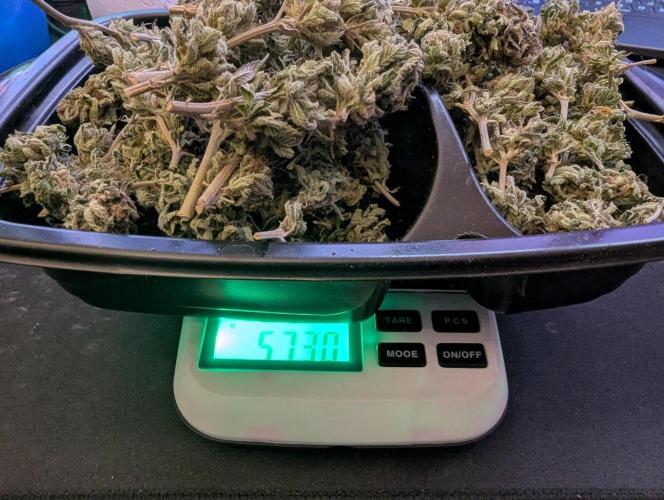 Outdoor 2x Critical Kush 3x GMO Fast. Week 32 - Nach Trocknung & dry trim, alle 3 GMO