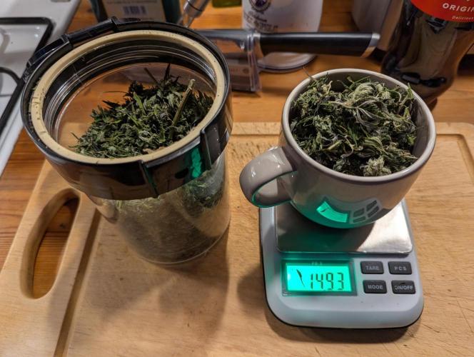 Outdoor 2x Critical Kush 3x GMO Fast. Week 32 - Dry Trim, ca. 1/5=15g für erste Cannabutter