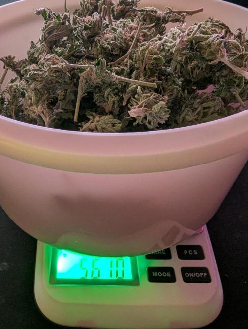 Outdoor 2x Critical Kush 3x GMO Fast. Week 32 - Dry-Trim Kush