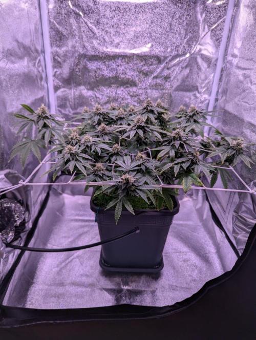 grow001_theo_rehtisch. Week 13