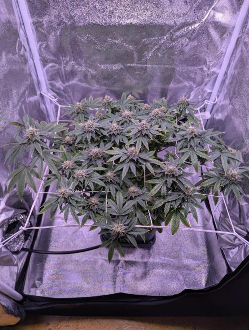 grow001_theo_rehtisch. Week 13