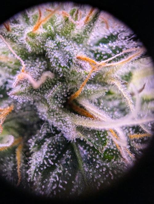 grow001_theo_rehtisch. Week 13