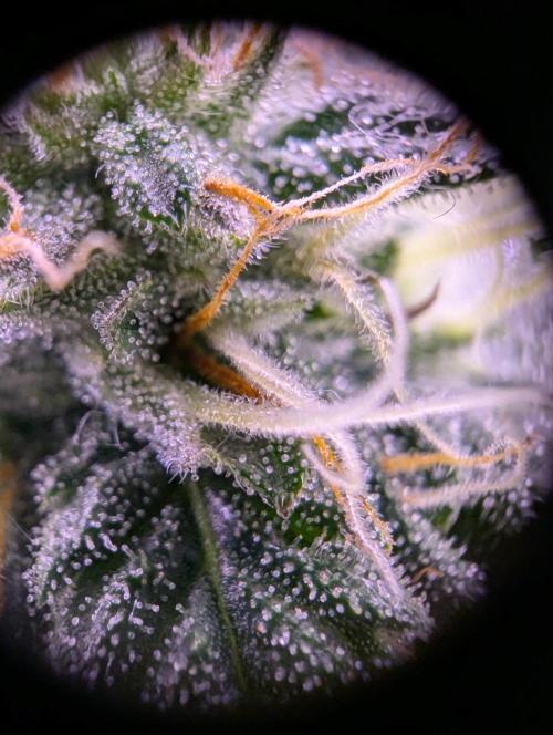 grow001_theo_rehtisch. Week 13