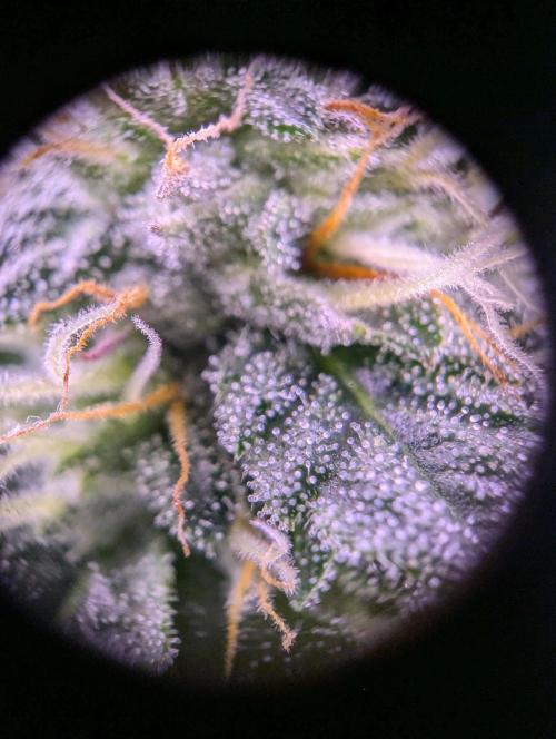 grow001_theo_rehtisch. Week 13