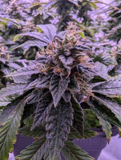 grow001_theo_rehtisch. Week 14