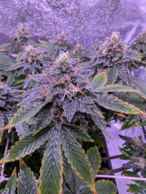 grow001_theo_rehtisch. Week 14