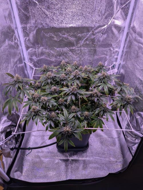 grow001_theo_rehtisch. Week 14 - Nach der mittlerweile täglichen Dusche mit Bittersalz-Lösung