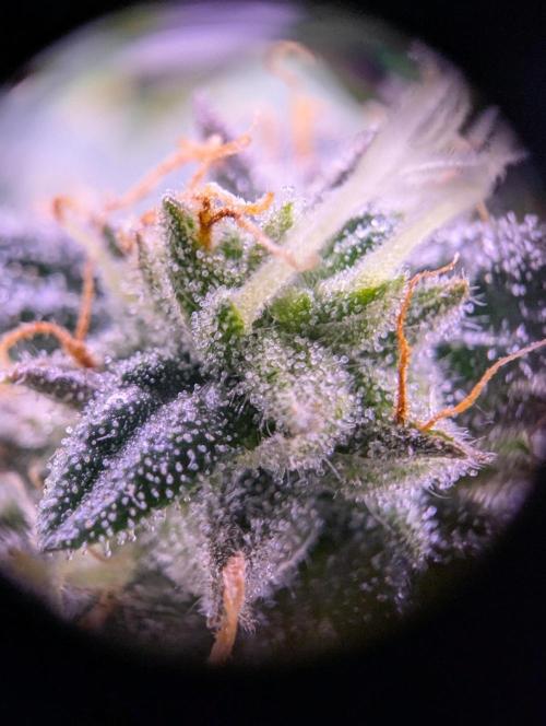 grow001_theo_rehtisch. Week 14