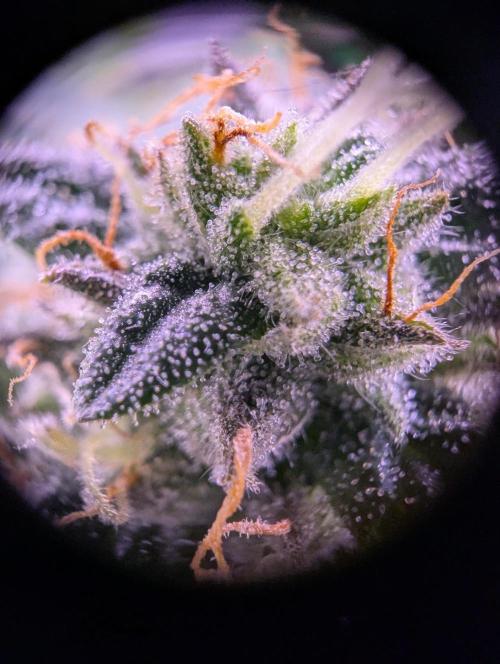 grow001_theo_rehtisch. Week 14