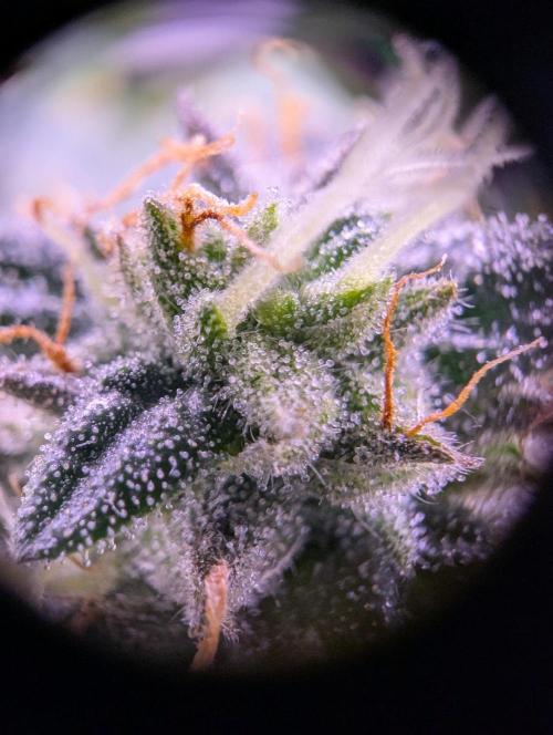 grow001_theo_rehtisch. Week 14