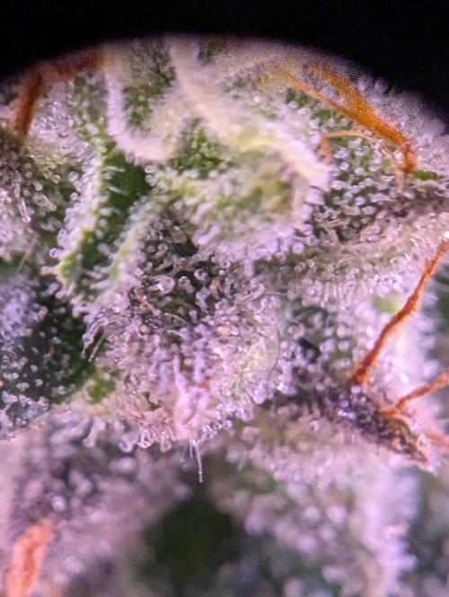 grow001_theo_rehtisch. Week 15