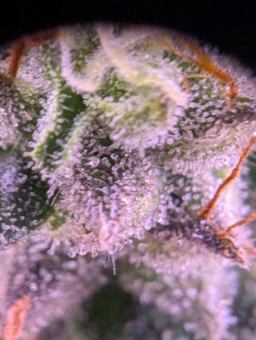 grow001_theo_rehtisch. Week 15