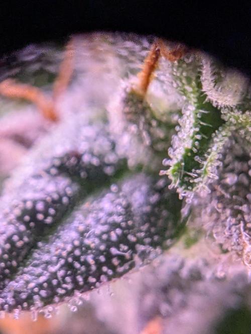 grow001_theo_rehtisch. Week 15