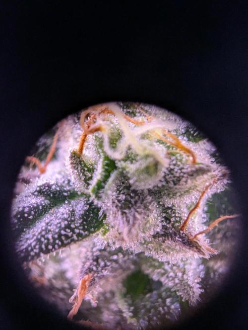 grow001_theo_rehtisch. Week 15