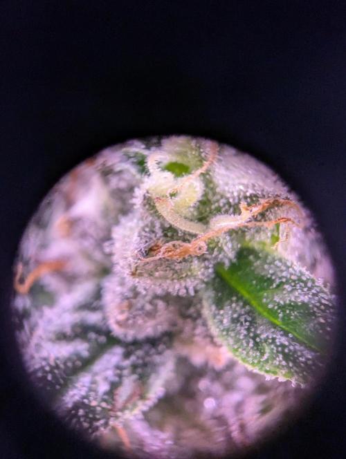 grow001_theo_rehtisch. Week 15