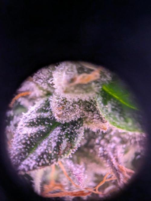 grow001_theo_rehtisch. Week 15