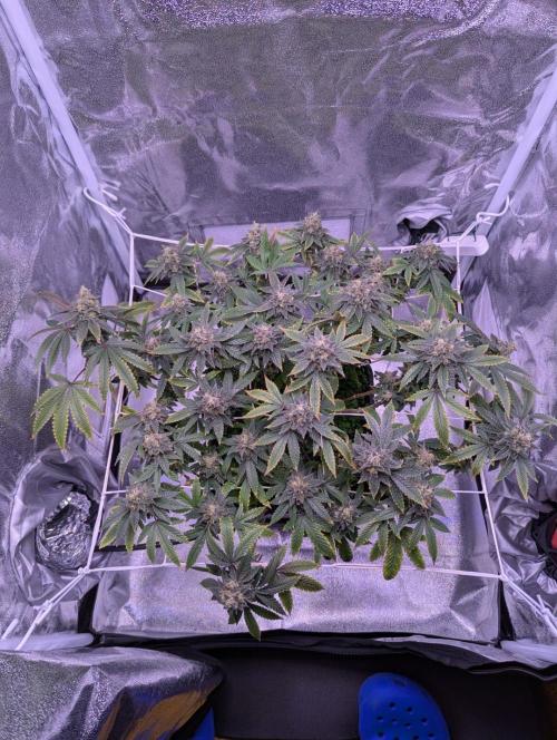 grow001_theo_rehtisch. Week 15