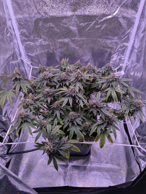 grow001_theo_rehtisch. Week 15