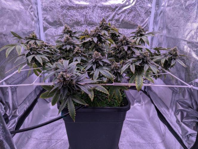 grow001_theo_rehtisch. Week 15