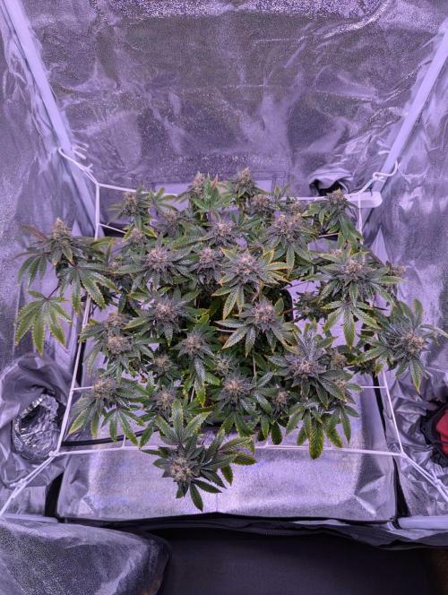 grow001_theo_rehtisch. Week 15