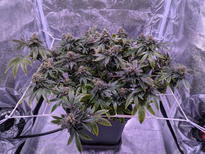 grow001_theo_rehtisch. Week 15