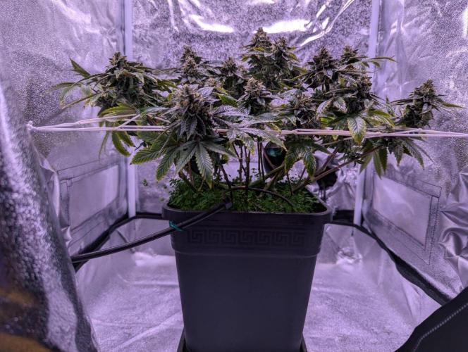 grow001_theo_rehtisch. Week 15