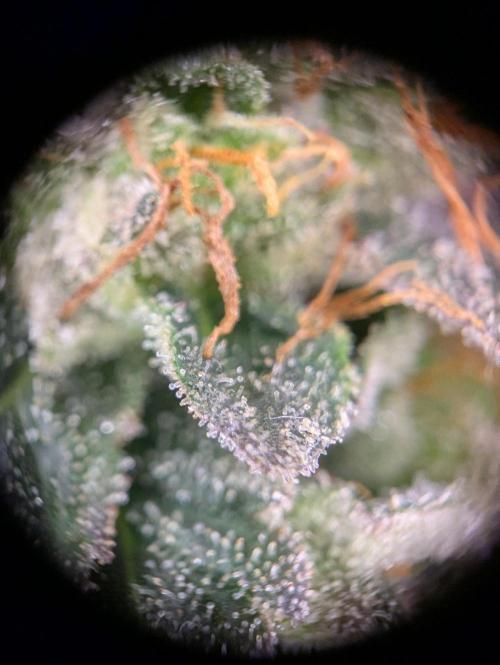 grow001_theo_rehtisch. Week 15