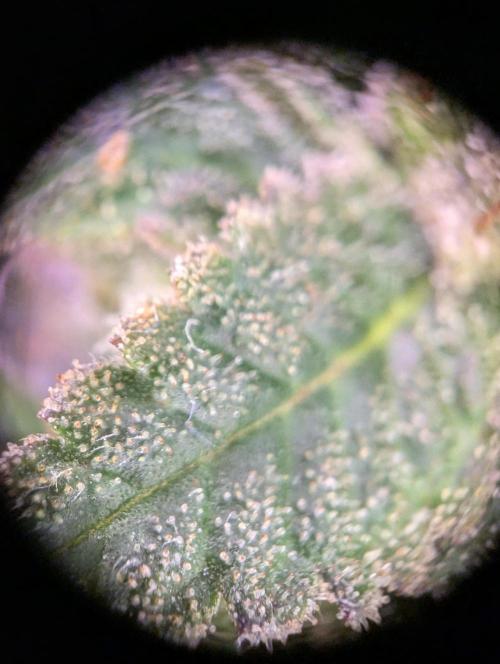 grow001_theo_rehtisch. Week 15