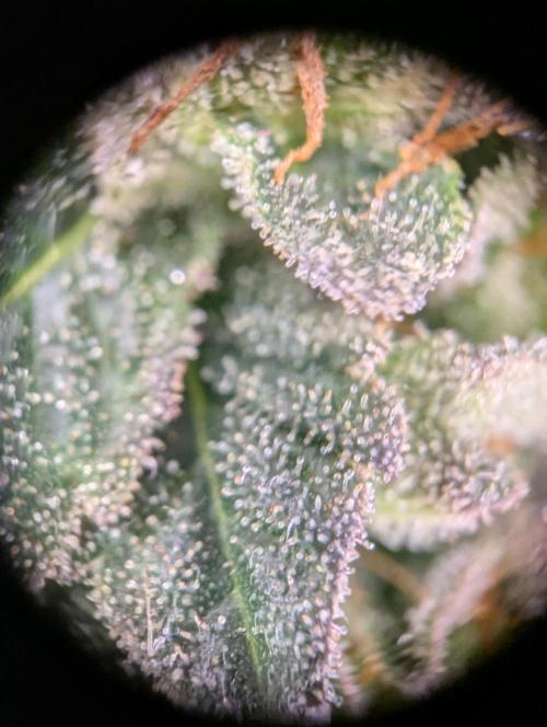 grow001_theo_rehtisch. Week 15