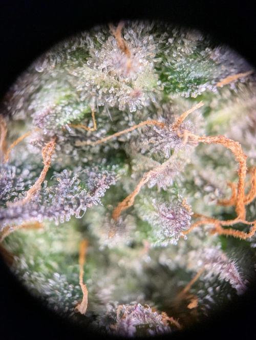 grow001_theo_rehtisch. Week 15