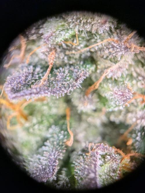 grow001_theo_rehtisch. Week 15