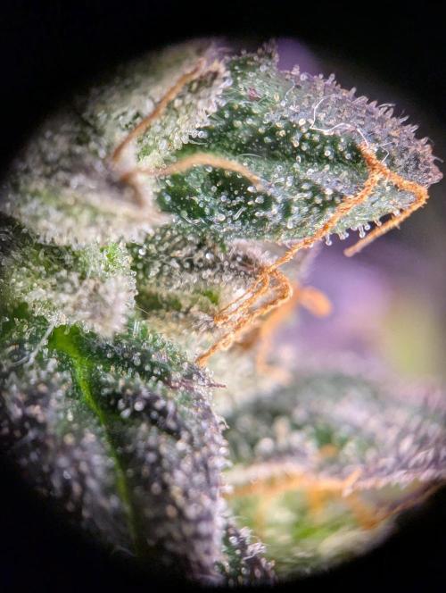 grow001_theo_rehtisch. Week 15