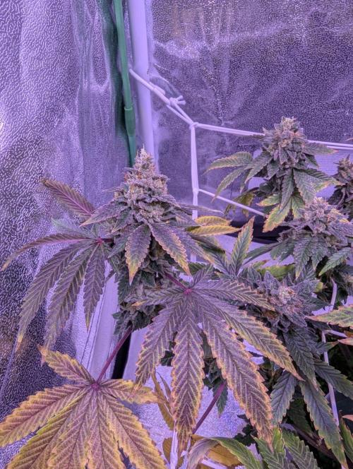 grow001_theo_rehtisch. Week 15