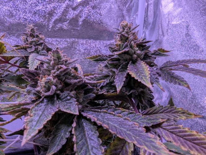 grow001_theo_rehtisch. Week 15