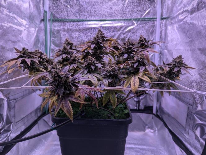 grow001_theo_rehtisch. Week 16