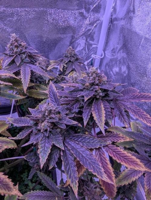 grow001_theo_rehtisch. Week 16