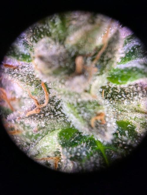 grow001_theo_rehtisch. Week 16