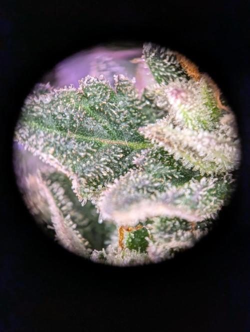 grow001_theo_rehtisch. Week 16