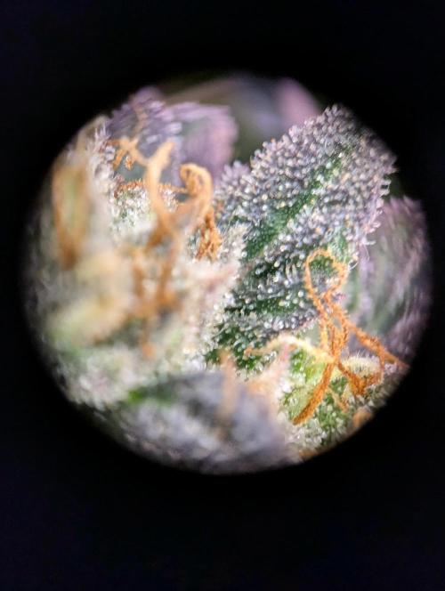 grow001_theo_rehtisch. Week 16